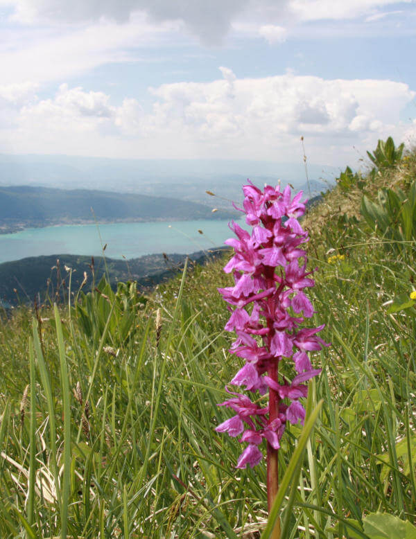 Végétation et flore des Alpes