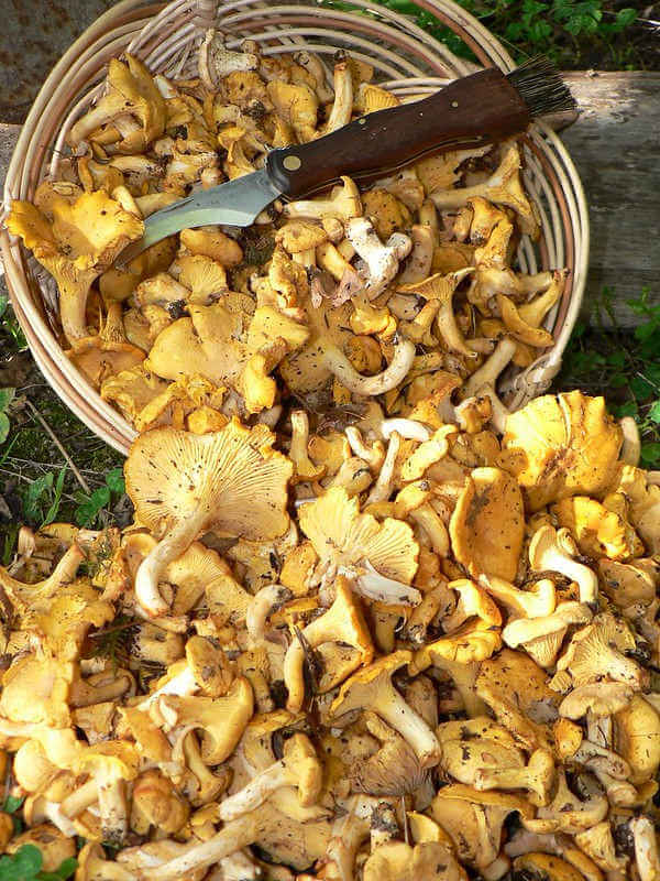 Girolles à la savoyarde