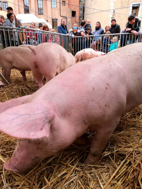 cochons à Annecy