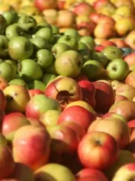 de belles pommes sur un marché