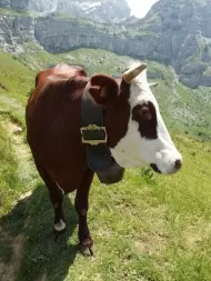 vache d'alpage