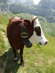 vache d'alpage