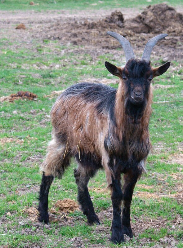 Parcs animaliers proches d’Annecy