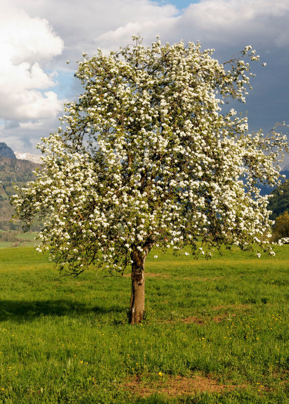 Pommes et poires de Savoie