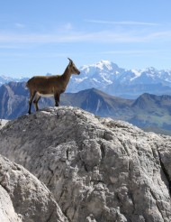 bouquetin sur un rocher