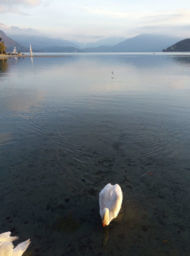 lac d'Annecy et cygnes