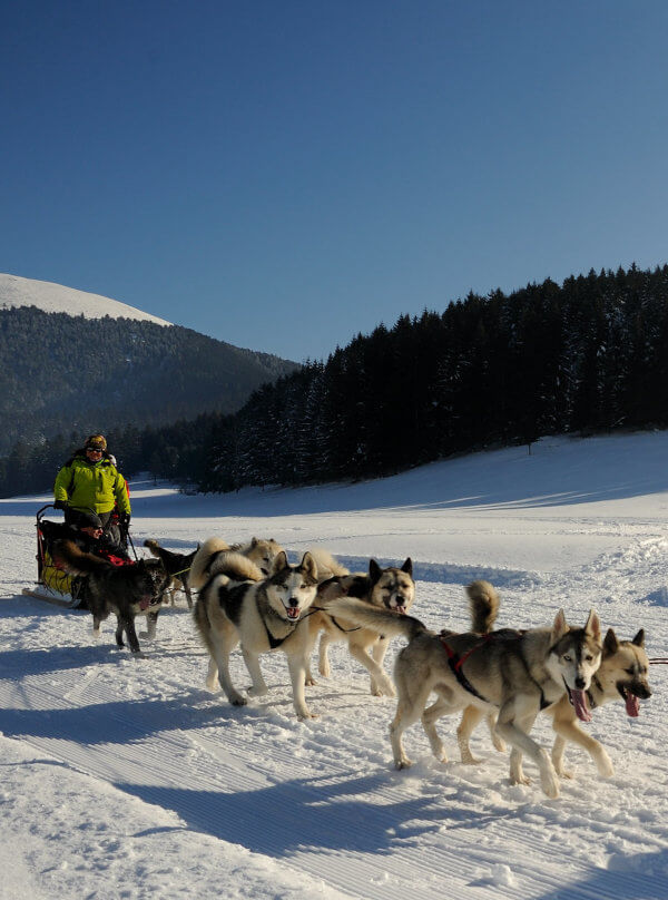 course de chiens de traineaux