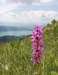 fleur de montagne