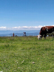 vache et vététistes en haut du Semnoz