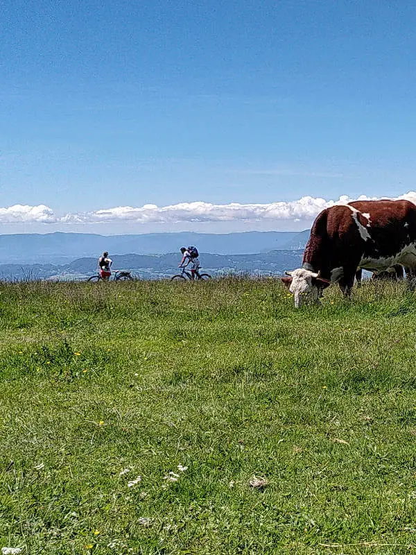 vache et vététistes en haut du Semnoz