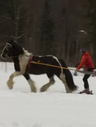 cheval et ski pour le ski-joeiring
