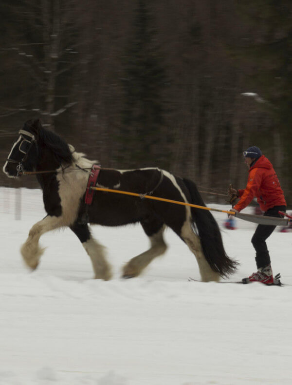 Ski-Joëring