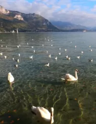 cygnes au lac d'Annecy