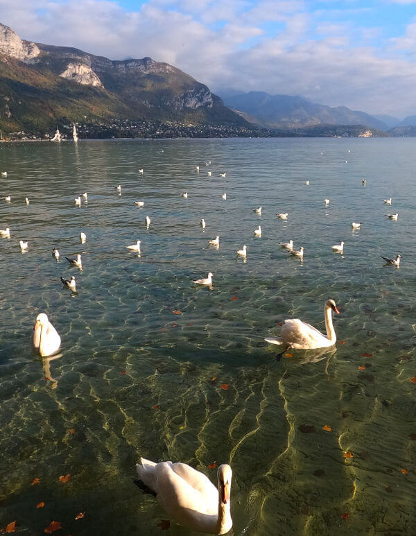 Les cygnes et le lac d’Annecy