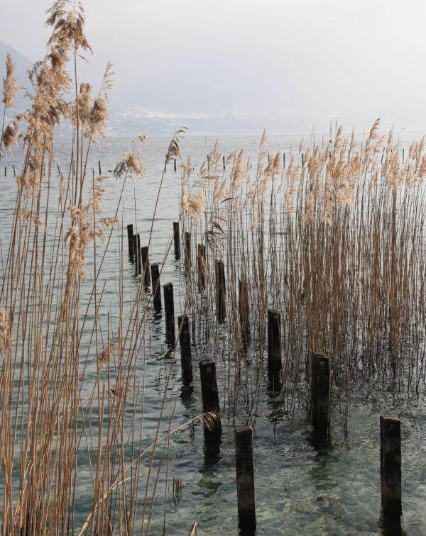 roseaux du lac d'Annecy