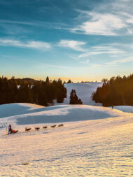 Attelage de chiens de traîneaux sur le plateau du Revard