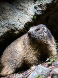 Marmotte au parc Merlet