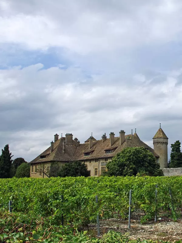 vignes devant le Château de Ripaille