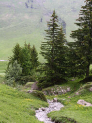 Résineux en montagne