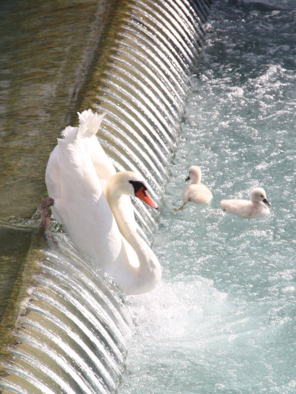 Les cygnes et le lac d'Annecy vannes thiou cygnes cygnes dans le saut du thiou
