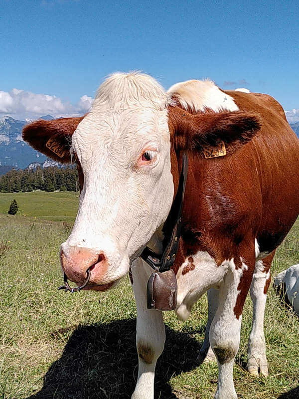 vache alpage semnoz