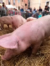 cochons à Annecy