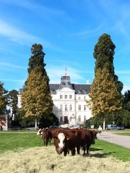 Vaches manifestation préfecture Annecy