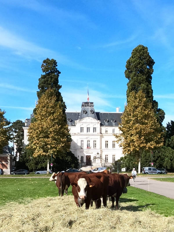 Vaches manifestation préfecture Annecy