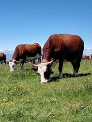 vaches en alpage au Semnoz