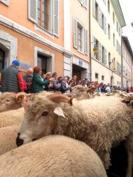 annecy : descente des alpages